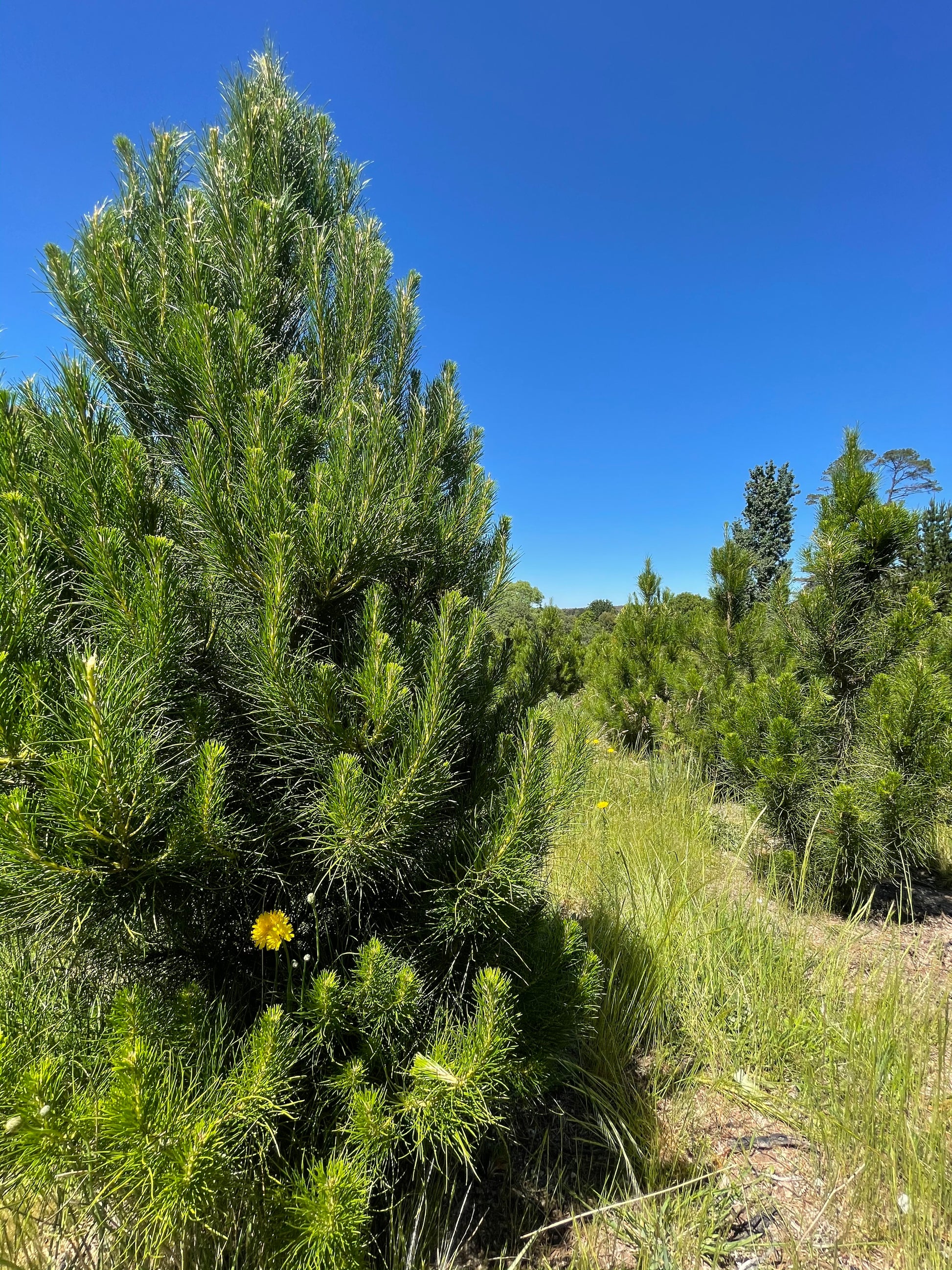 Real Christmas Trees Delivered Sydney & Eastern Suburbs, Fresh Christmas Trees Delivered to Your Door on sale now!