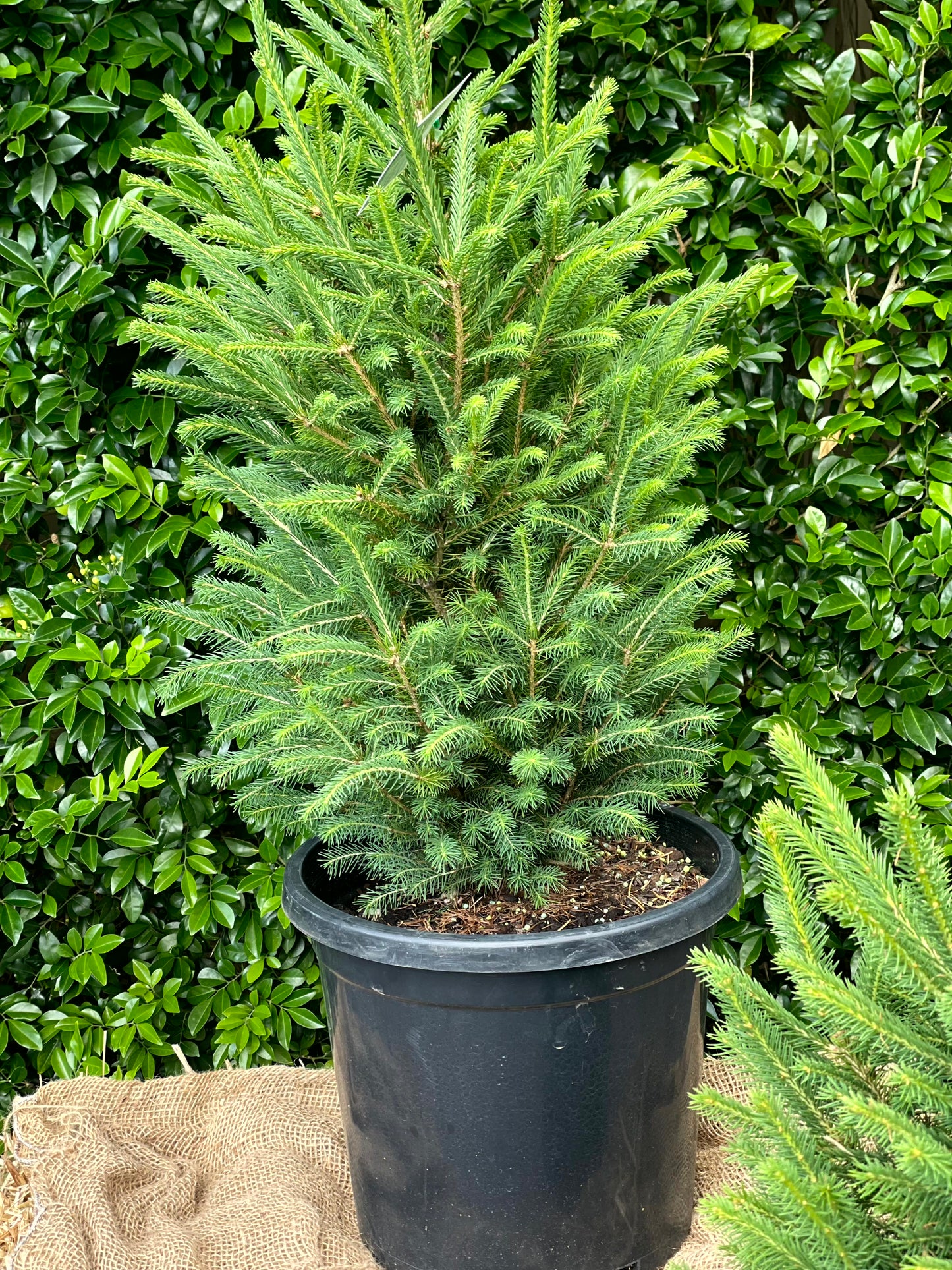 Potted Norway Spruce