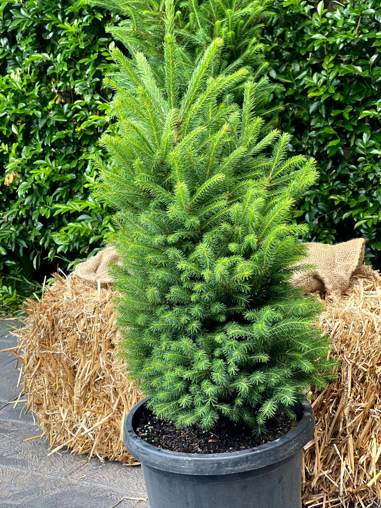 Potted Norway Spruce