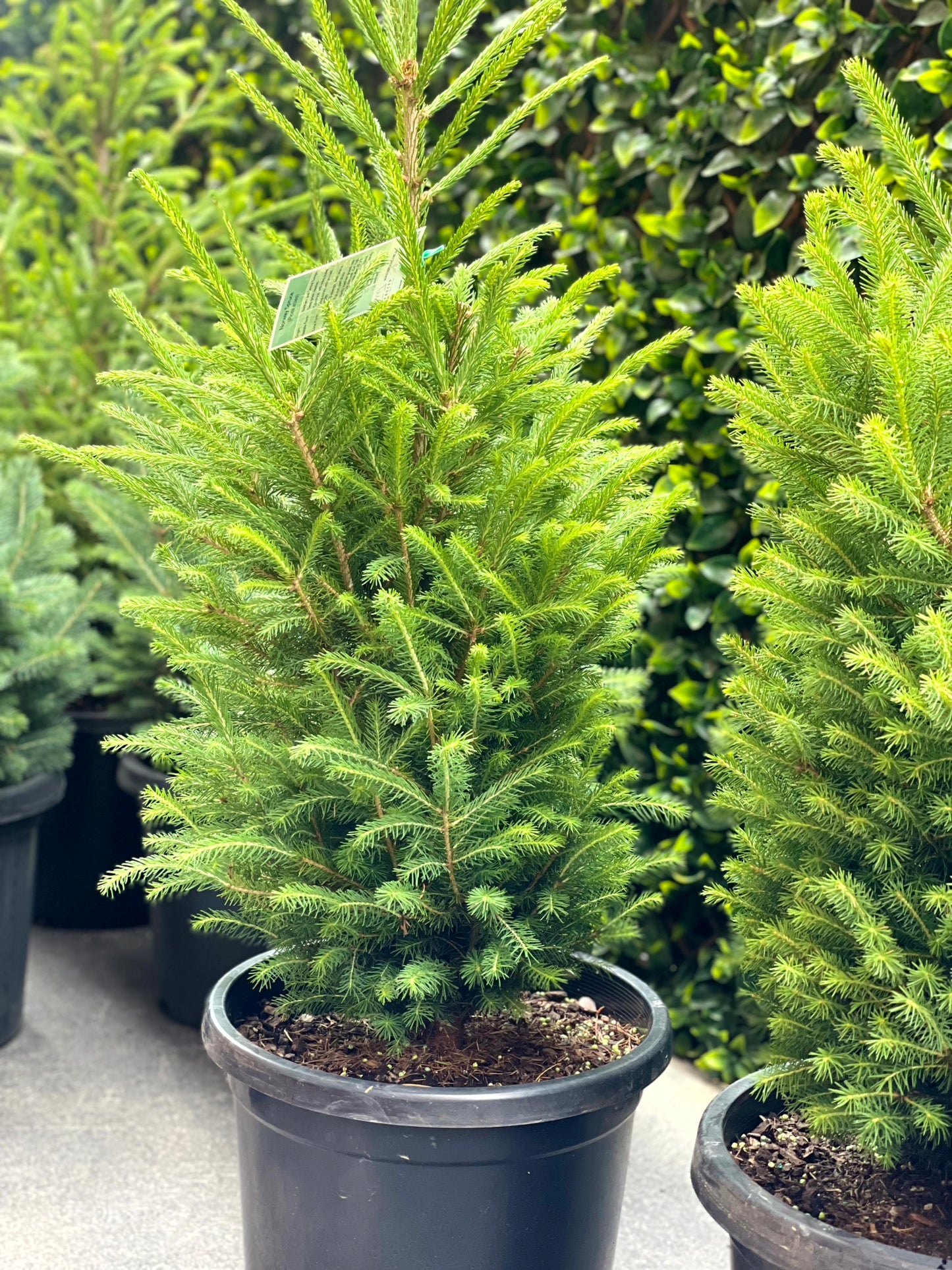 Potted Norway Spruce