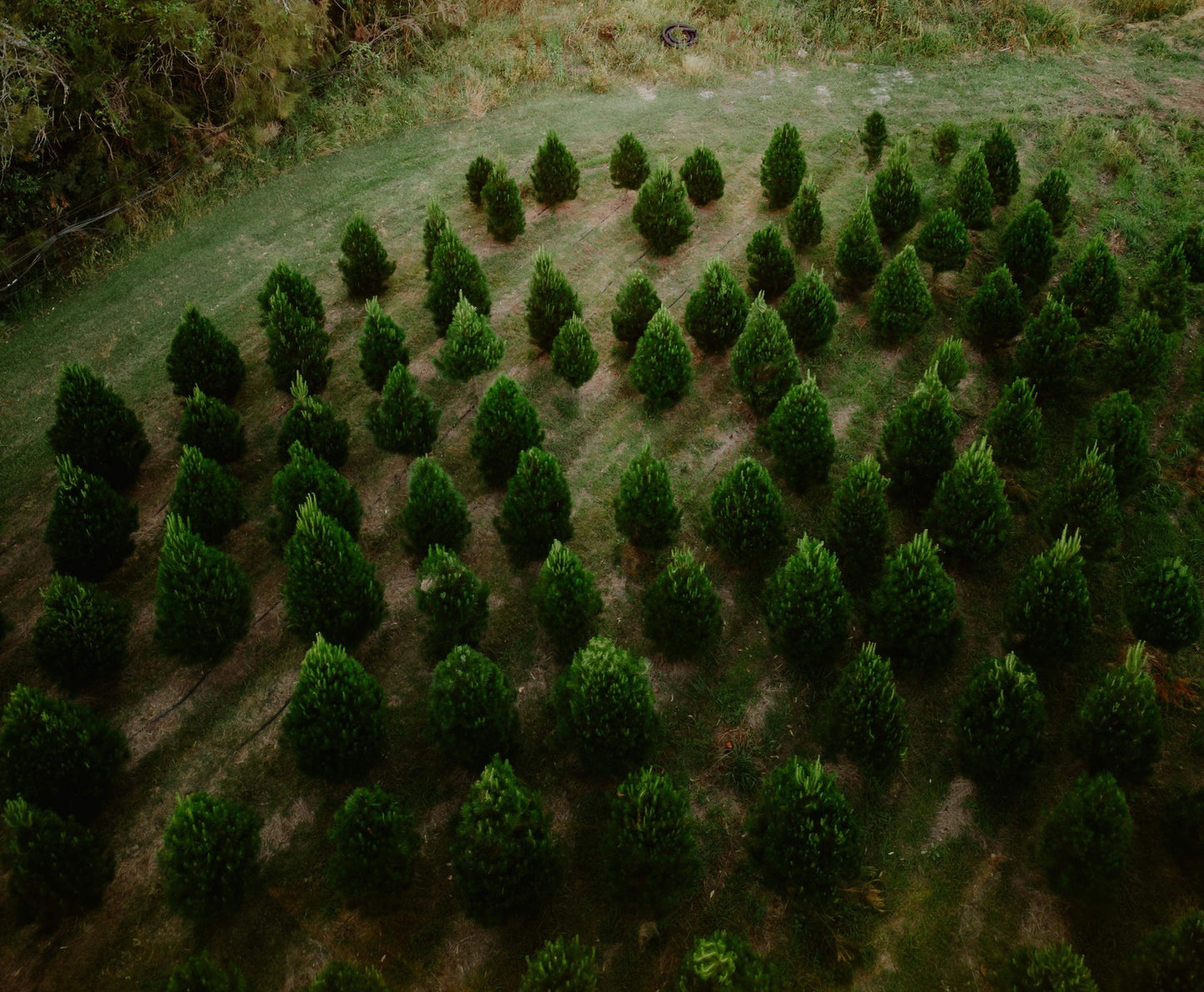 Pre-Ordered - Fresh Cut Pine Christmas Tree