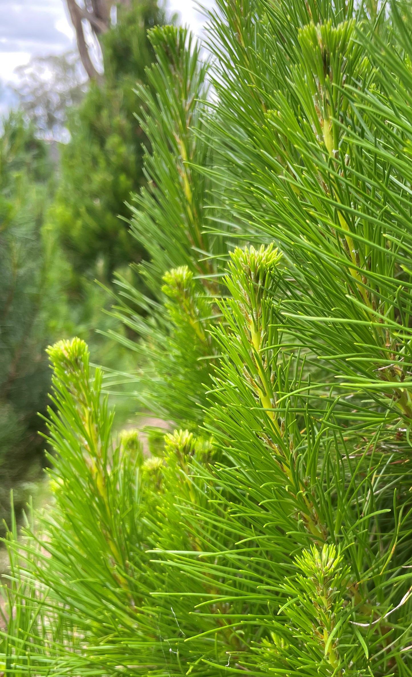 Pre-Ordered - Fresh Cut Pine Christmas Tree