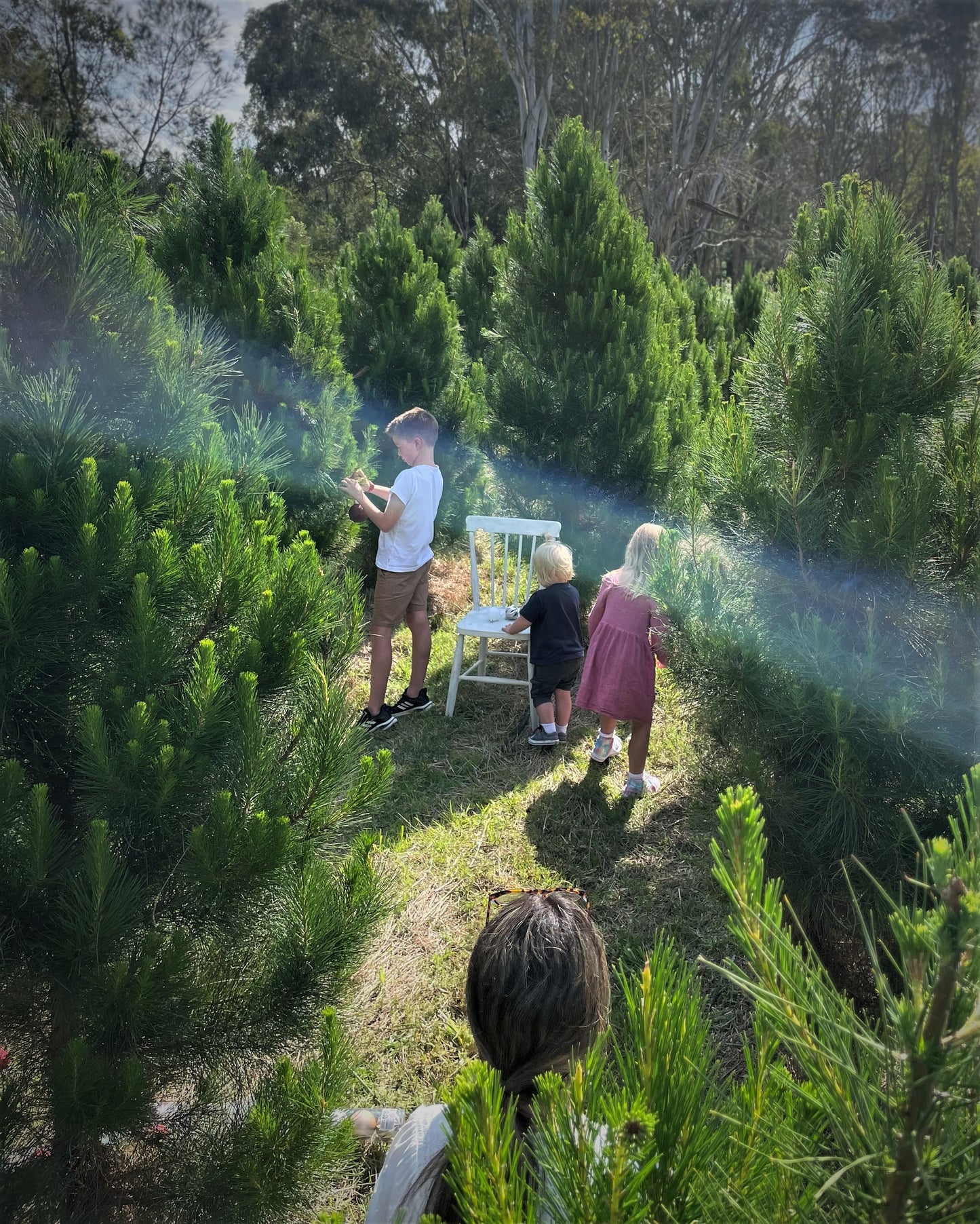 Pre-Ordered - Fresh Cut Pine Christmas Tree