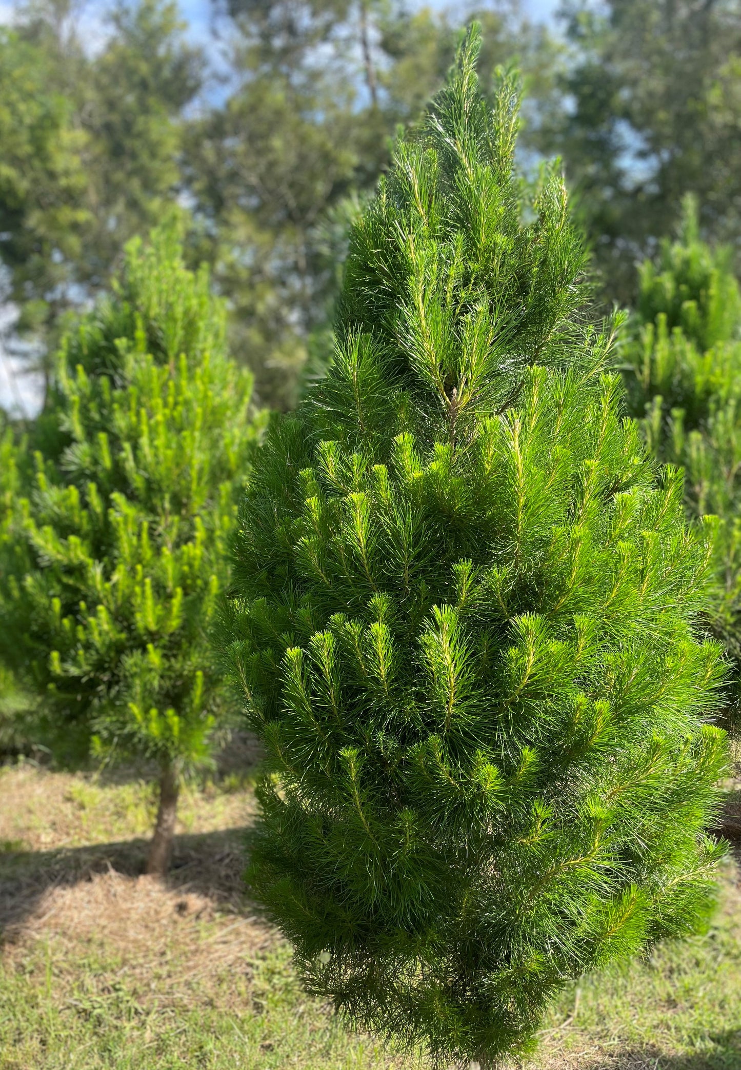 Pre-Ordered - Fresh Cut Pine Christmas Tree