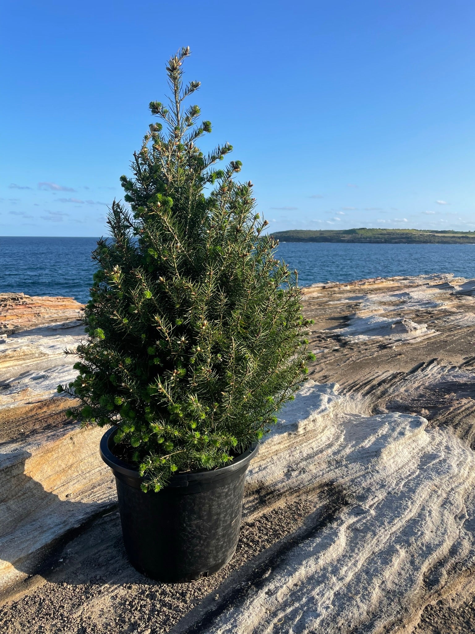 Douglas Fir Potted Christmas Tree rockpine